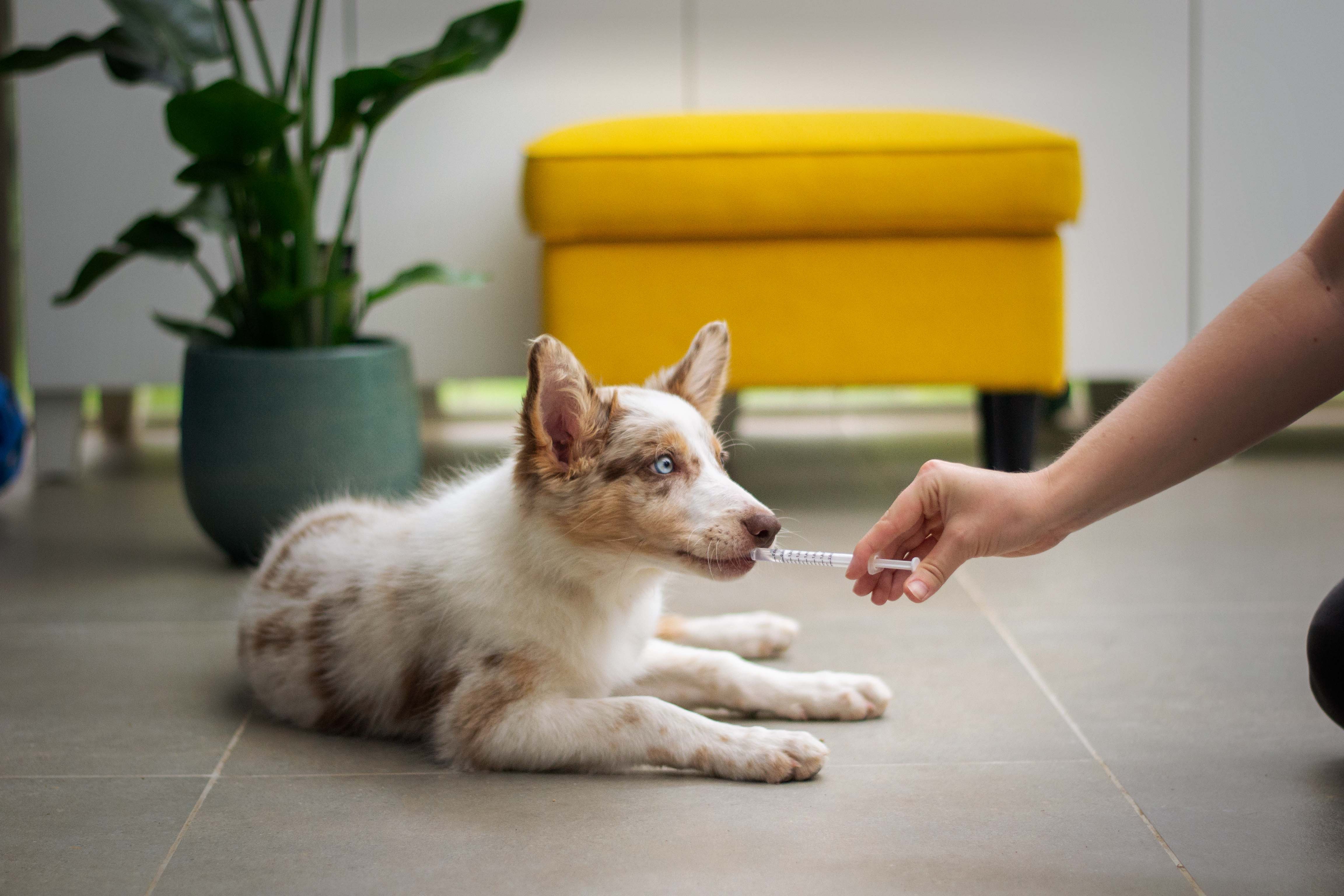 A pet dog at the vet